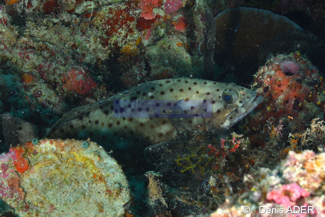 Epinephelus corallicola-Moga Island Ridge 1-12m-20180529-Denis-ADER-DSC_1829_tn.jpg